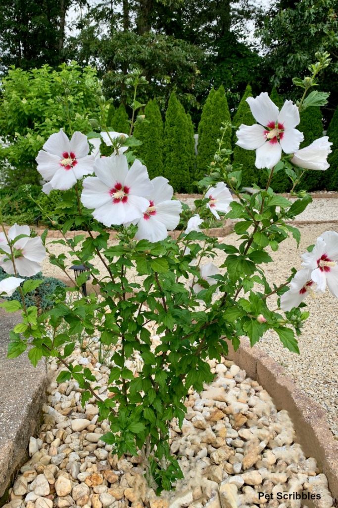 Helene Rose of Sharon in full bloom with white flowers