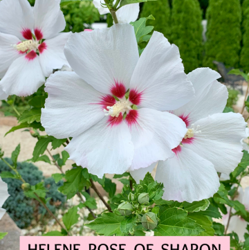 Helene Rose of Sharon with lovely non-stop white ruffled blooms