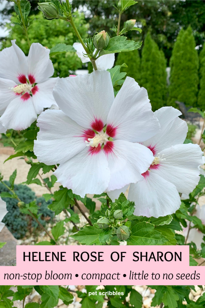 Helene Rose of Sharon with lovely non-stop white ruffled blooms