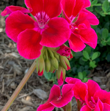 How to Grow Annual Geraniums Guide