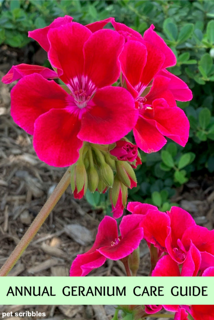 How to Grow Annual Geraniums Guide