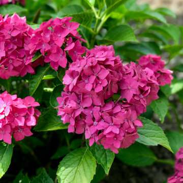 Pia Hydrangea - dwarf pink hydrangea with big impact!