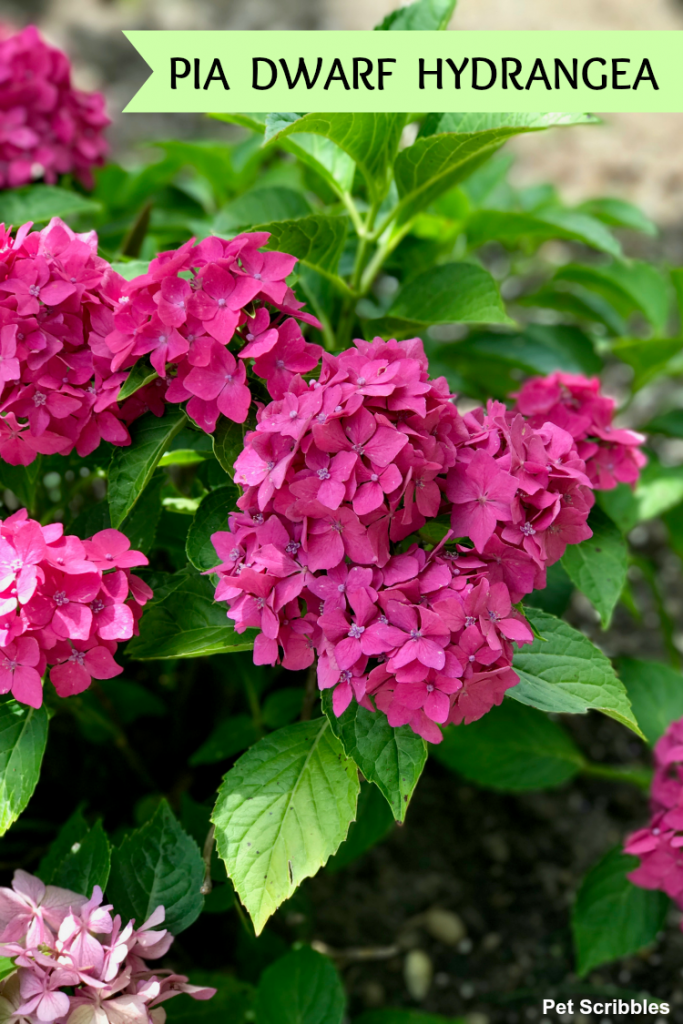 Pia Hydrangea - dwarf pink hydrangea with big impact!