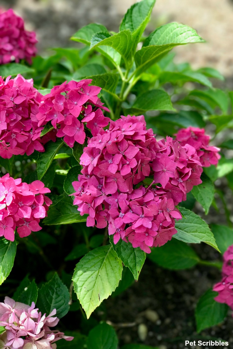 Pia Hydrangea - dwarf pink hydrangea with big impact!