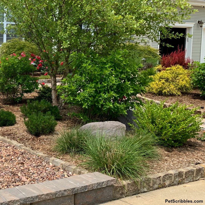 Piglet Fountain Grass in a garden bed