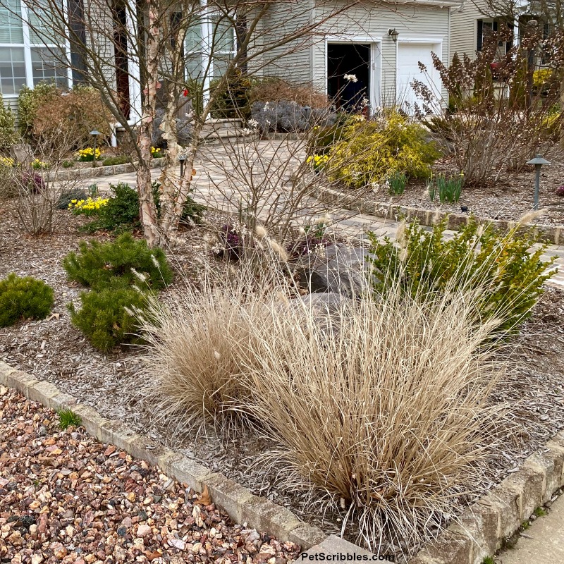 Piglet Fountain Grass in early Spring