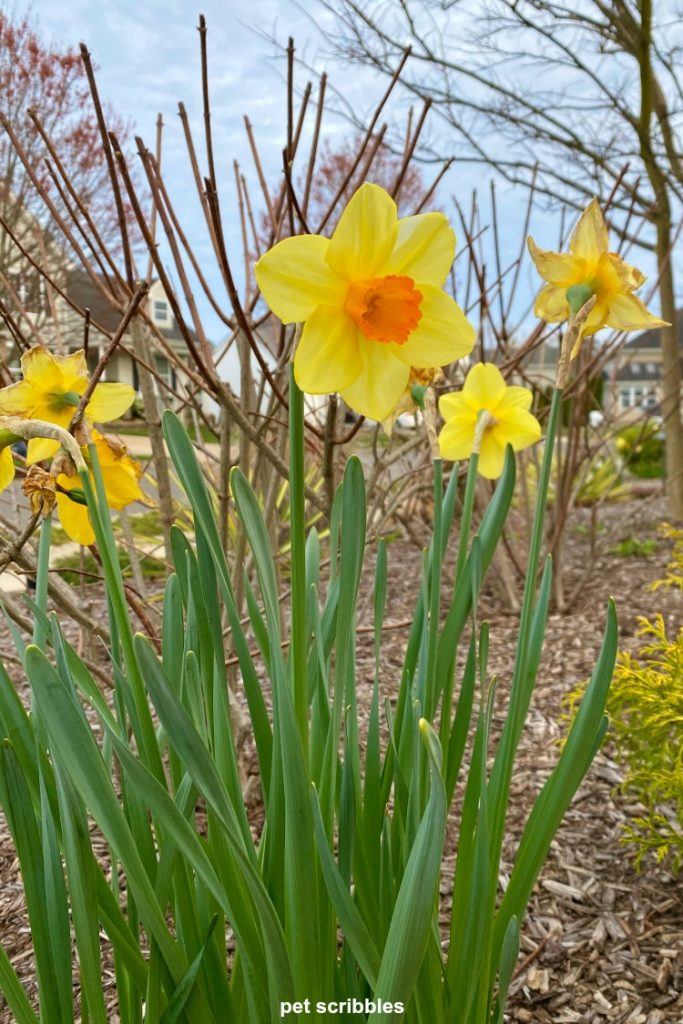 Daffodils Devon vermelhos, pétalas amarelas com trombeta vermelha alaranjada