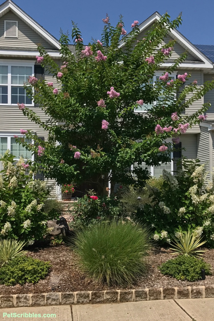 Summer garden bed in full bloom