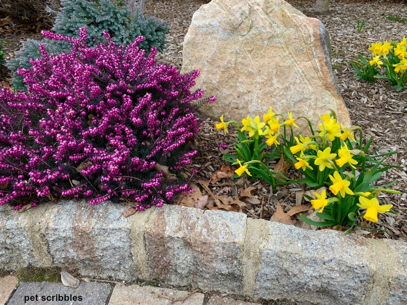 Tet-a-Tete Daffodils florescendo ao lado de Kramers Red Winter Heath