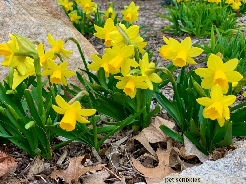 yellow miniature Tete-a-Tete Daffodils