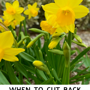 when to cut back daffodils