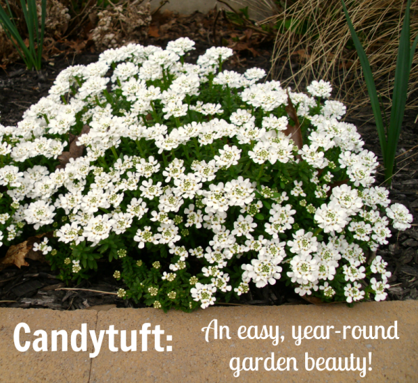 Candytuft Your Ultimate Guide Garden Sanity by Pet Scribbles