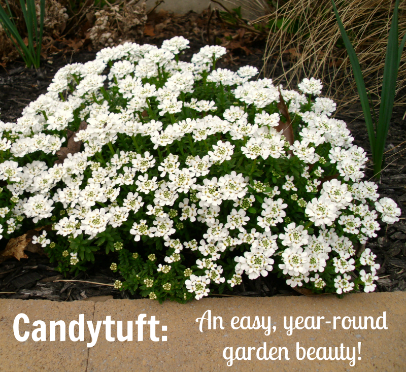 Candytuft perennial in garden with text: Candytuft, an easy, year-round garden beauty.