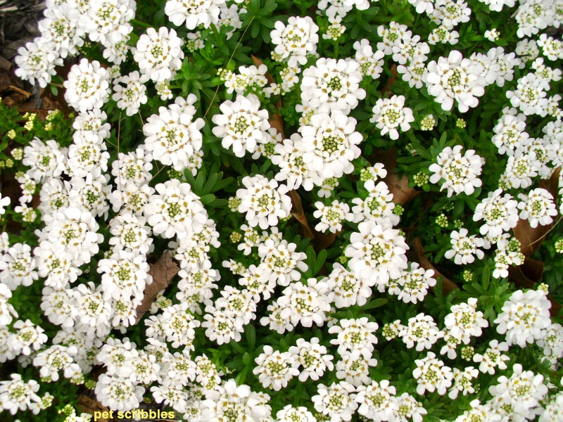 overhead view of candytuft flowers like a blanket of white