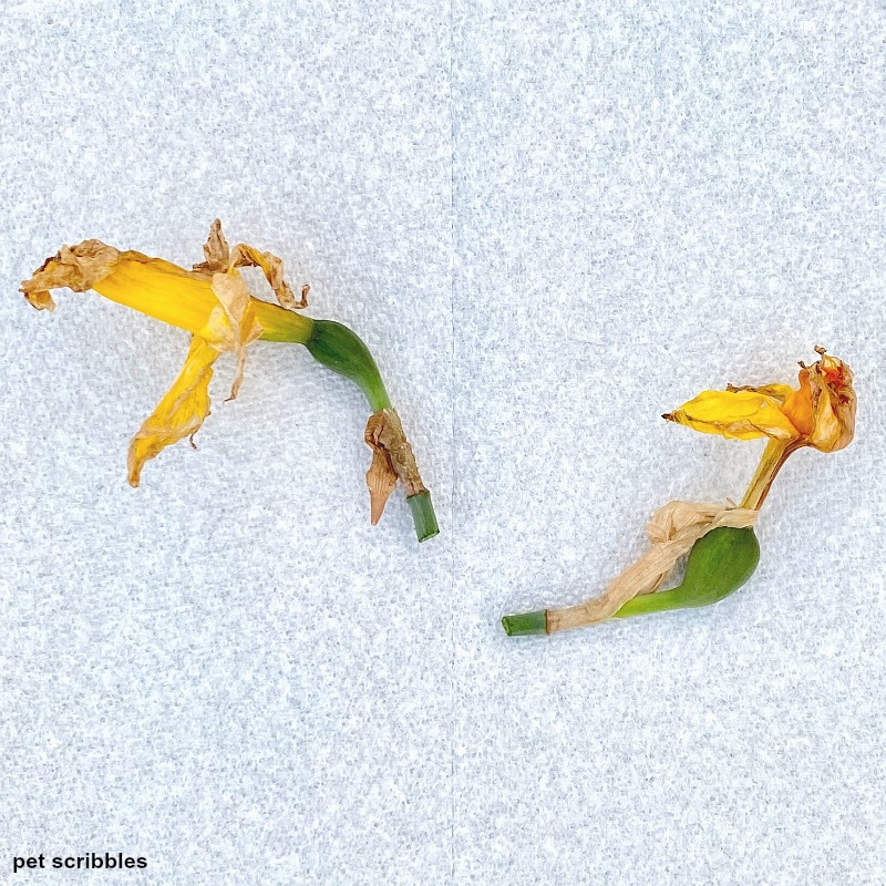 close up of daffodil seed pods