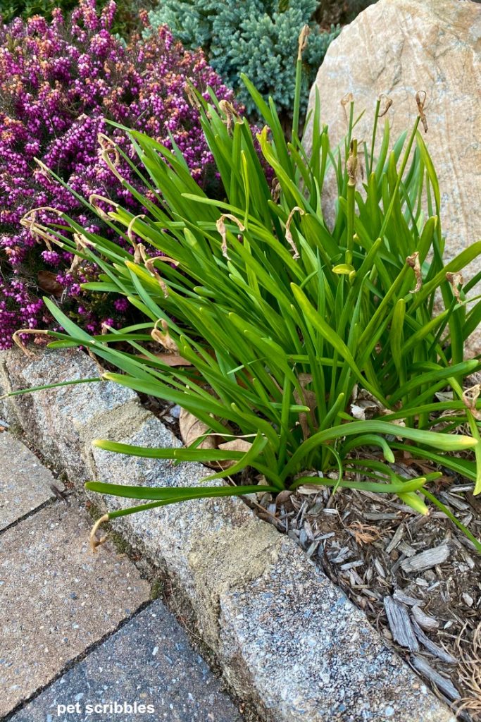 Narzissenblätter nach der Blüte
