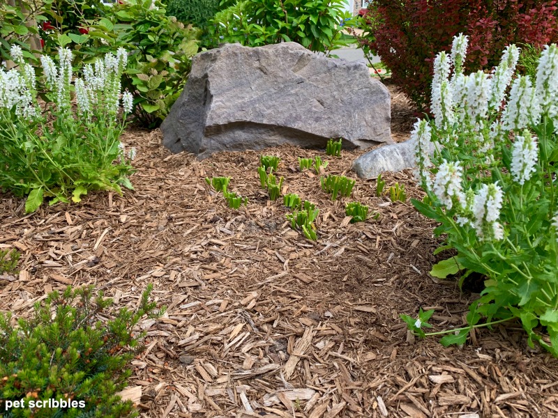 daffodil leaves cut back next to flowering white salvia in the garden