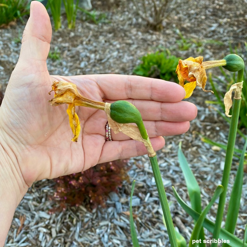 daffodil seed pods