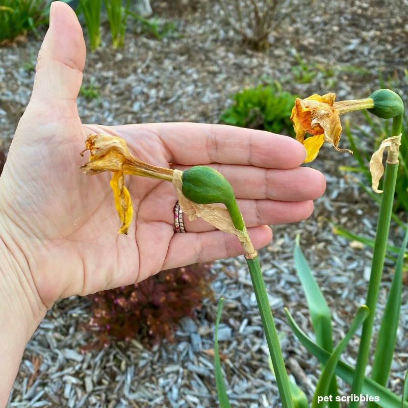 Vagens das sementes de narciso