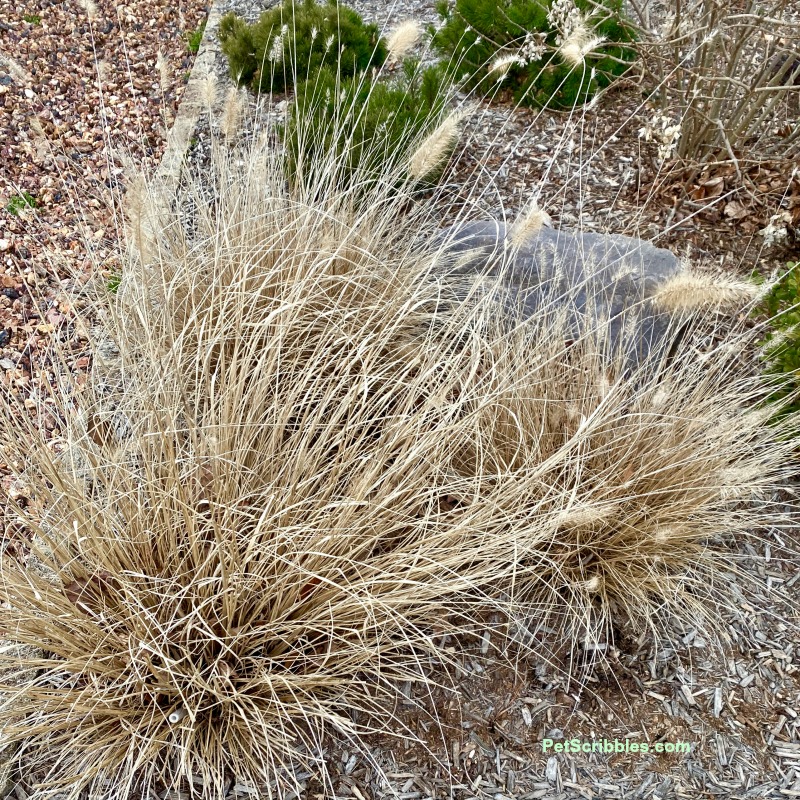 dried Piglet Fountain Grass