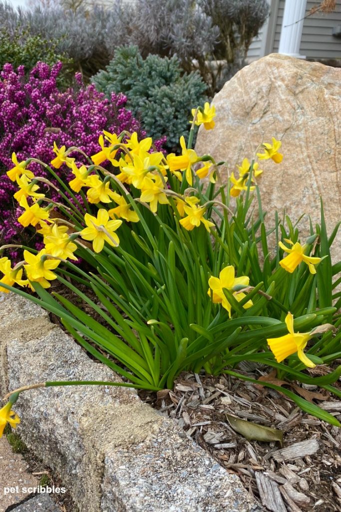 early blooming Tete-a-Tete Daffodils