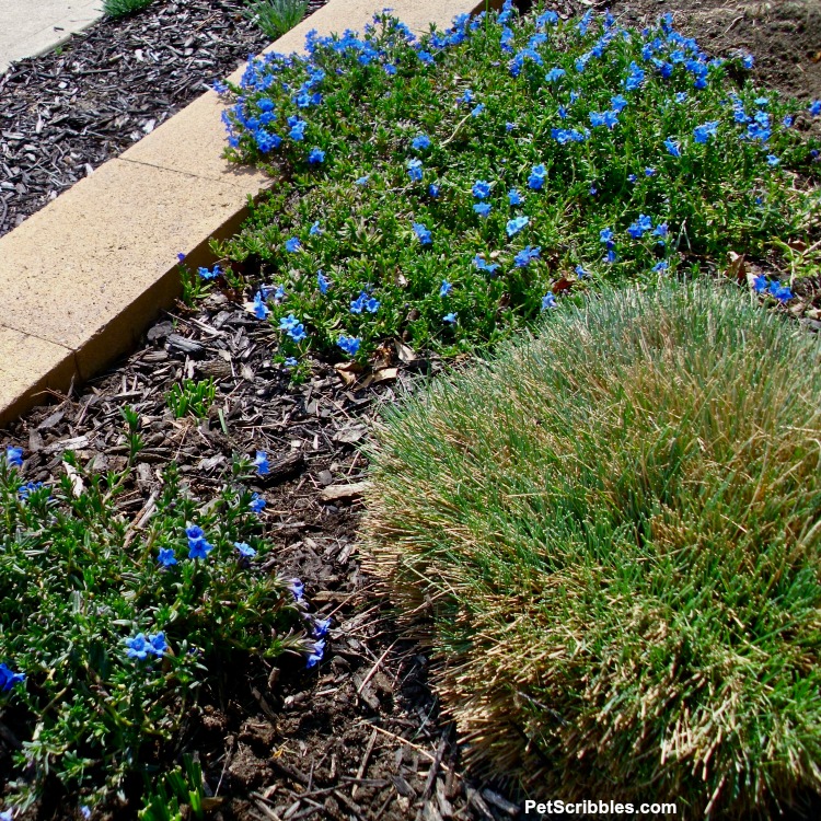 freshly pruned Elijah Blue Fescue grass