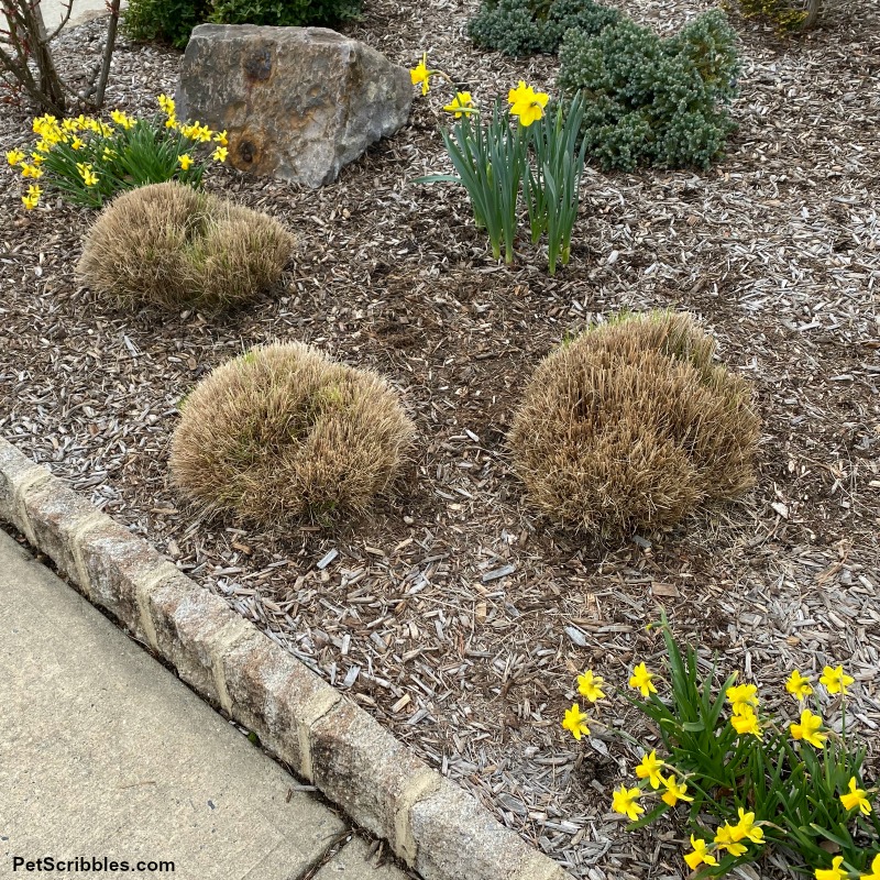 freshly pruned ornamental grasses in Spring