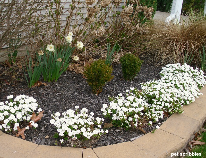 Photo shows blooming Candytuft, one year after planting.