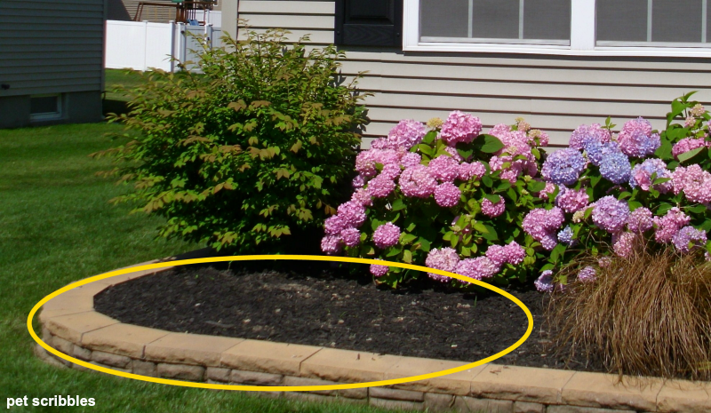 Yellow oval shows the empty space where Candytuft will be planted.