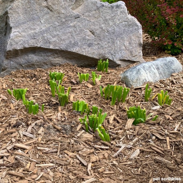 When To Cut Back Daffodils Garden Sanity by Pet Scribbles