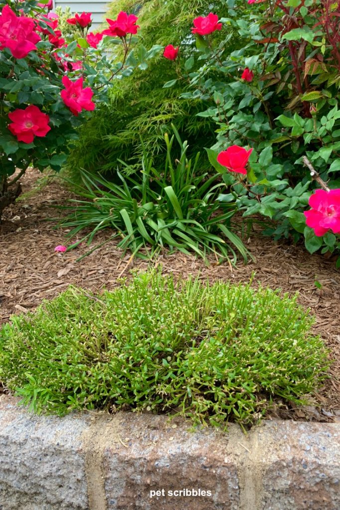 how to cut back daffodil leaves