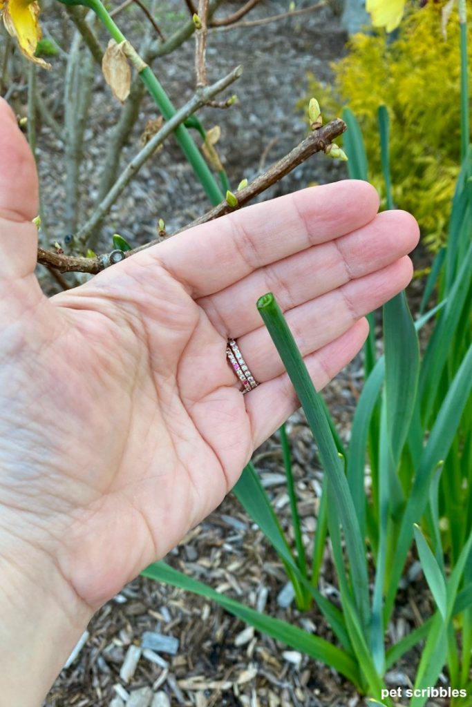 how to deadhead Daffodils