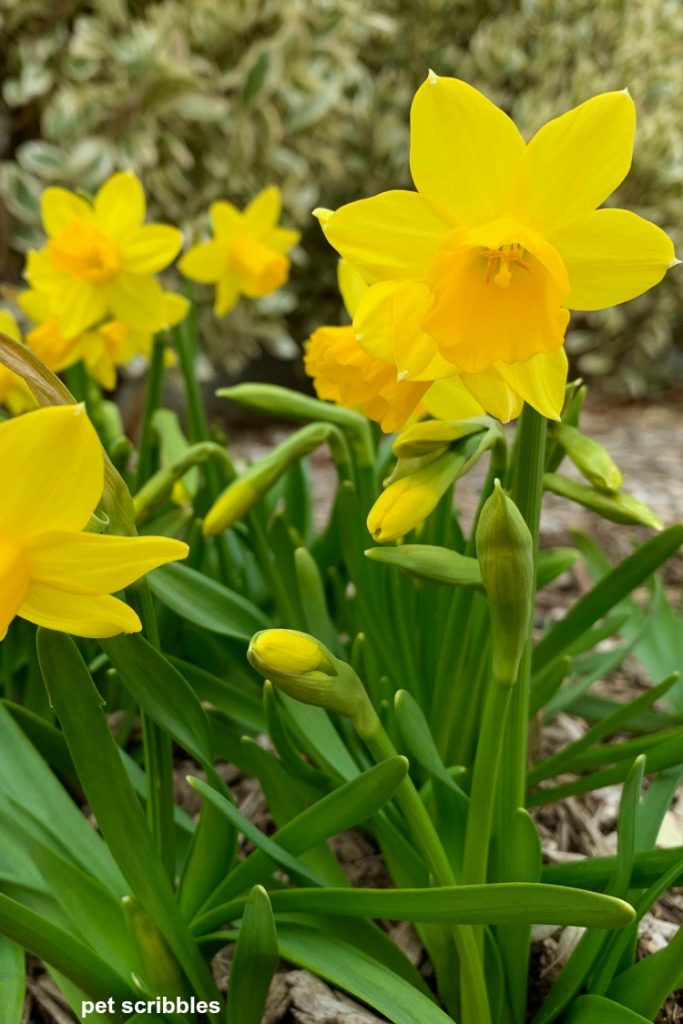 Los narcisos miniatura Tete-a-Tete de cerca