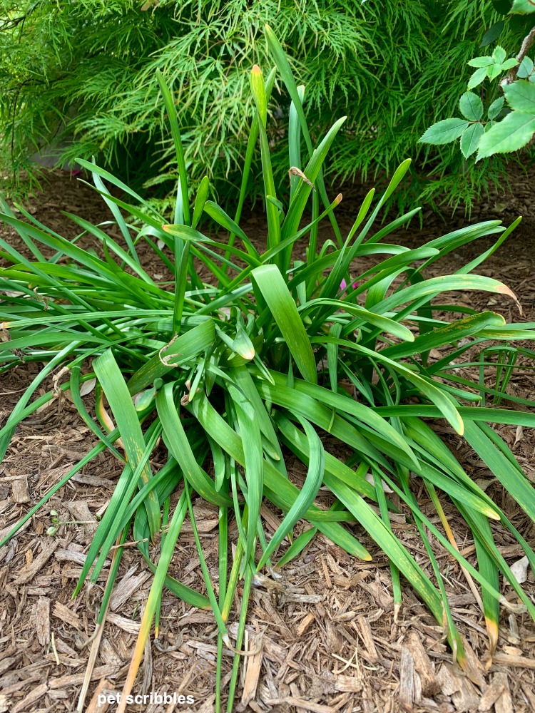 pruning daffodils after blooming