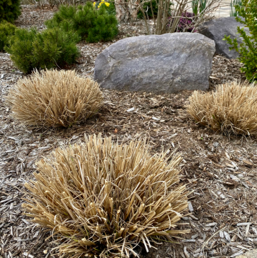 pruning ornamental grasses