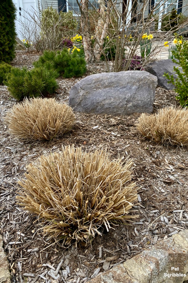 pruning ornamental grasses in Spring