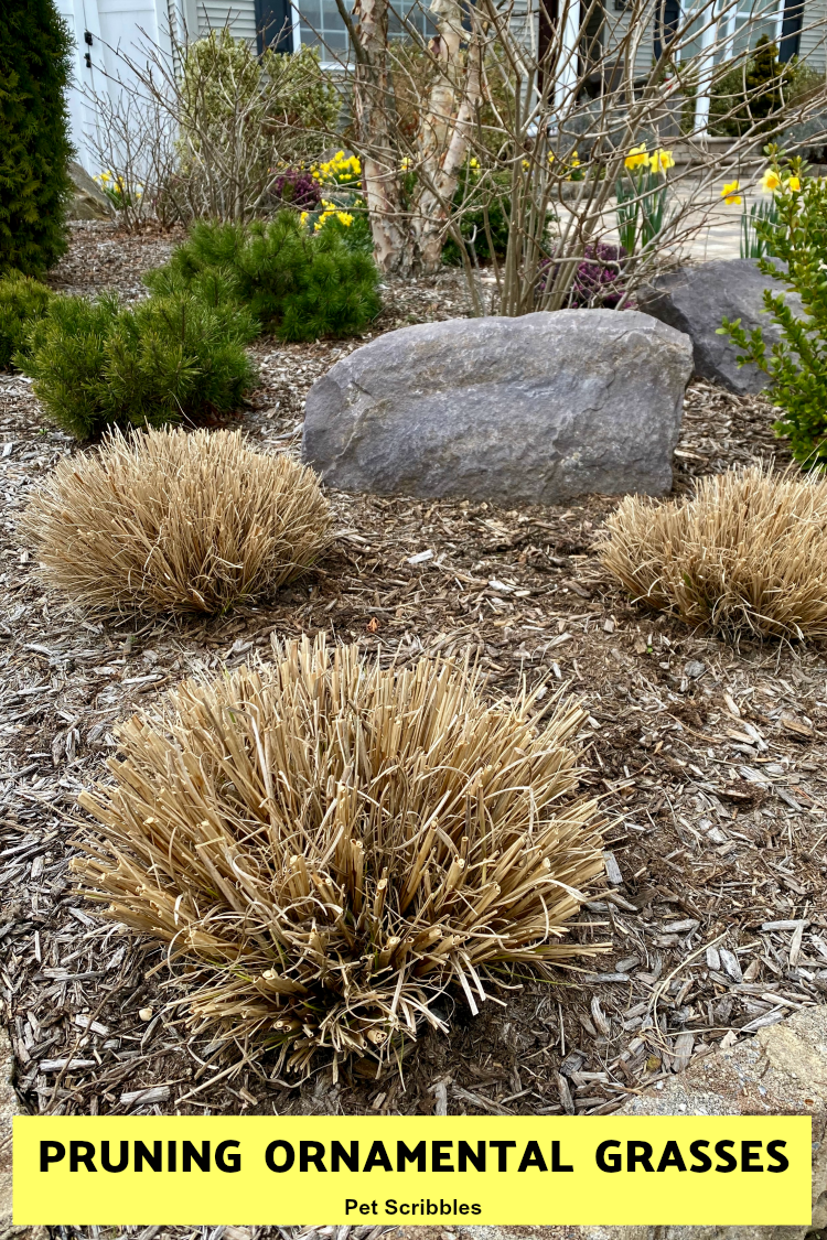 pruning ornamental grasses