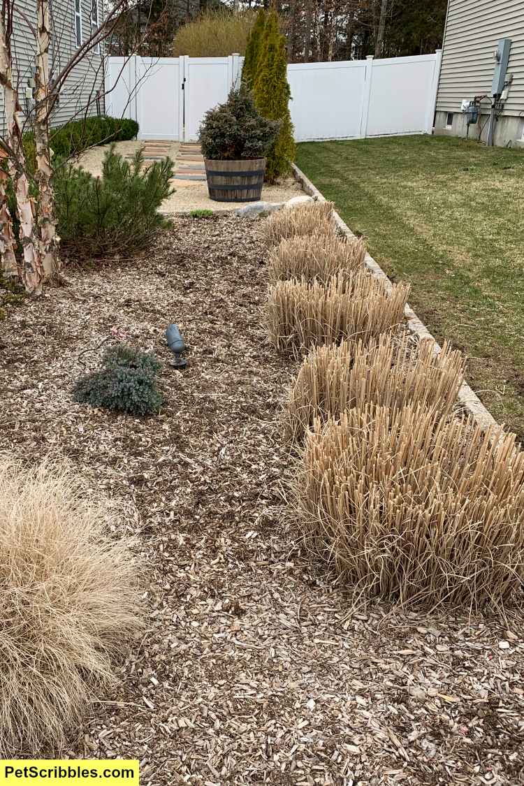 pruning tall grasses