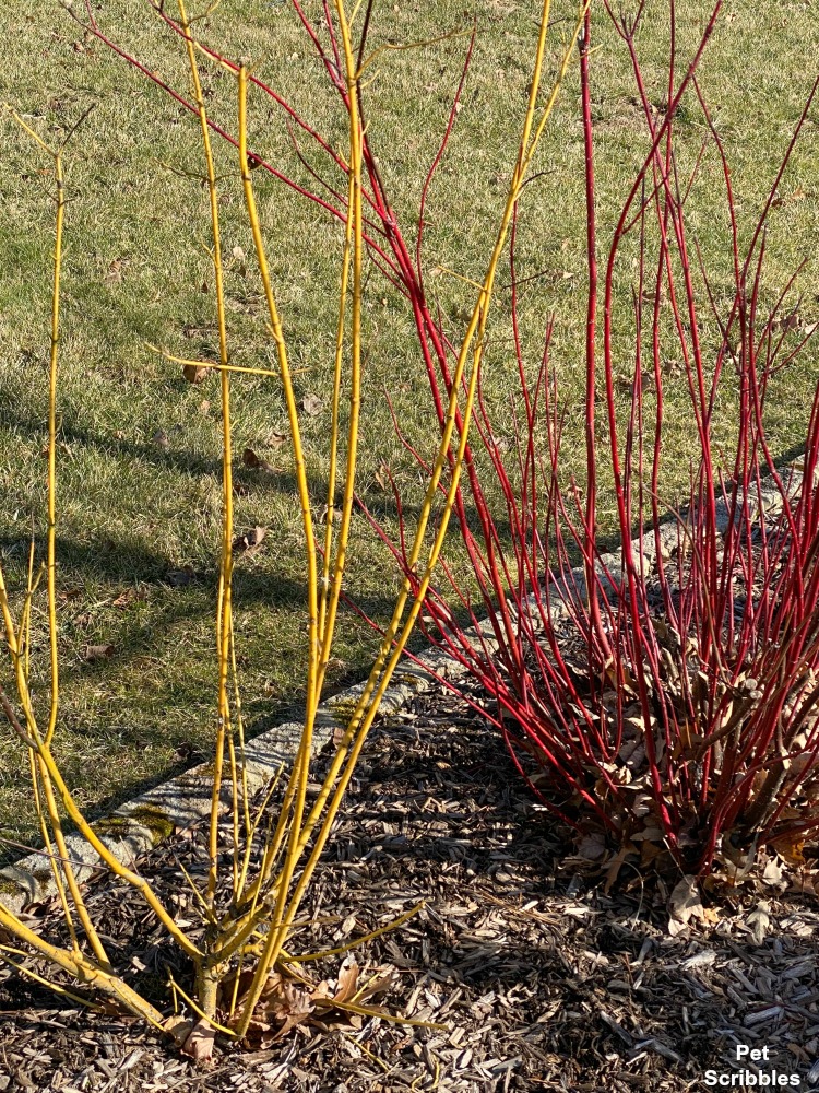 red and yellow twig dogwoods