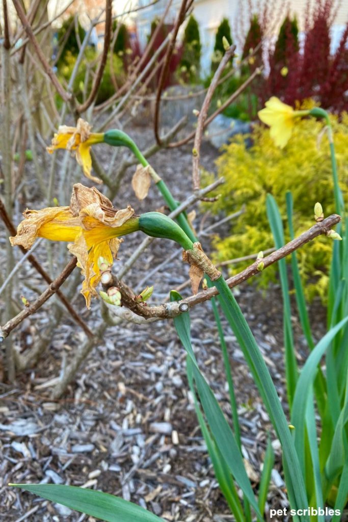 Quitar las vainas de semillas de narcisos después de la floración