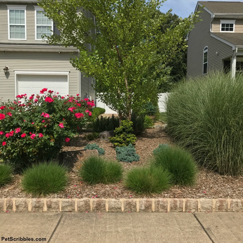 short and tall ornamental grasses