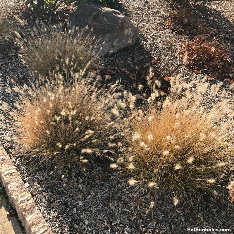 short ornamental grasses in Fall