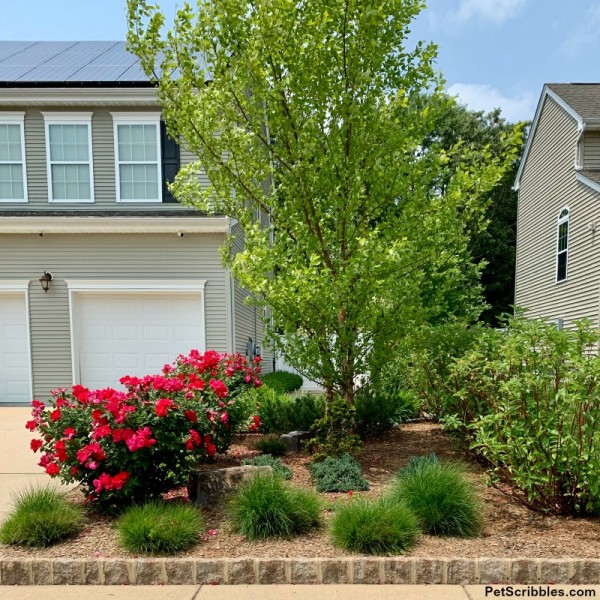 Pruning Ornamental Grasses short, medium, tall Garden Sanity by Pet