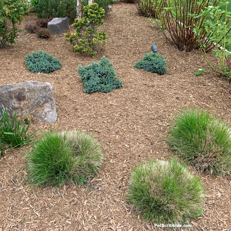 short ornamental grasses with new growth after pruning