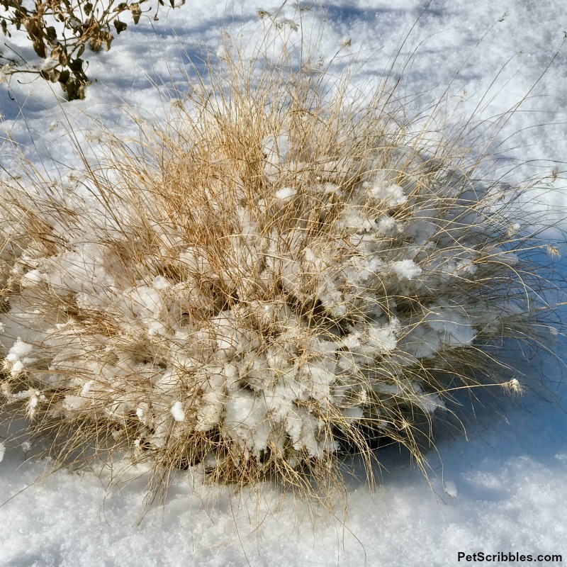 small ornamental grass in snow