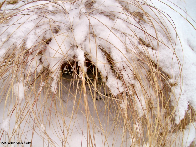 snow covered ornamental grass in Winter