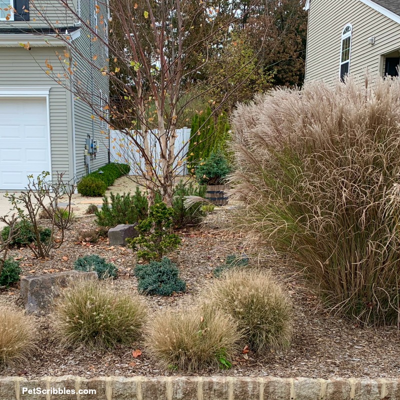 tall ornamental grasses in Fall