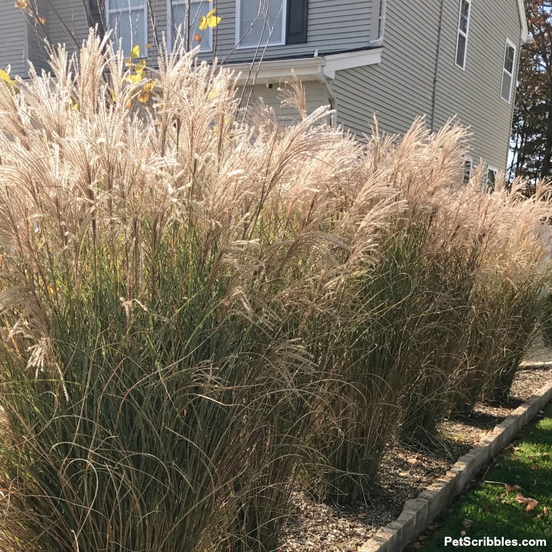 tall ornamental grasses