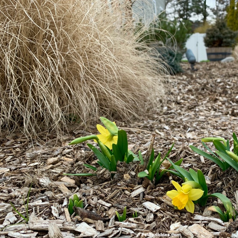 tete a tete daffodils with short ornamental grasses in early Spring