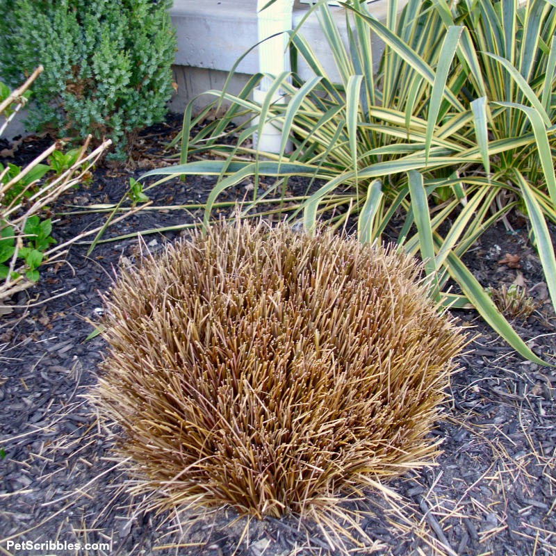 toffee twist sedge after pruning